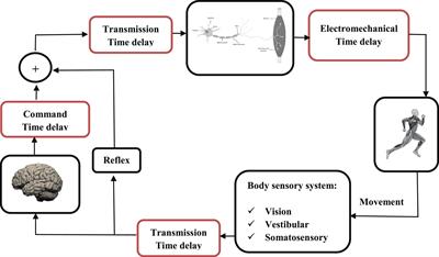 Time-delay estimation in biomechanical stability: a scoping review